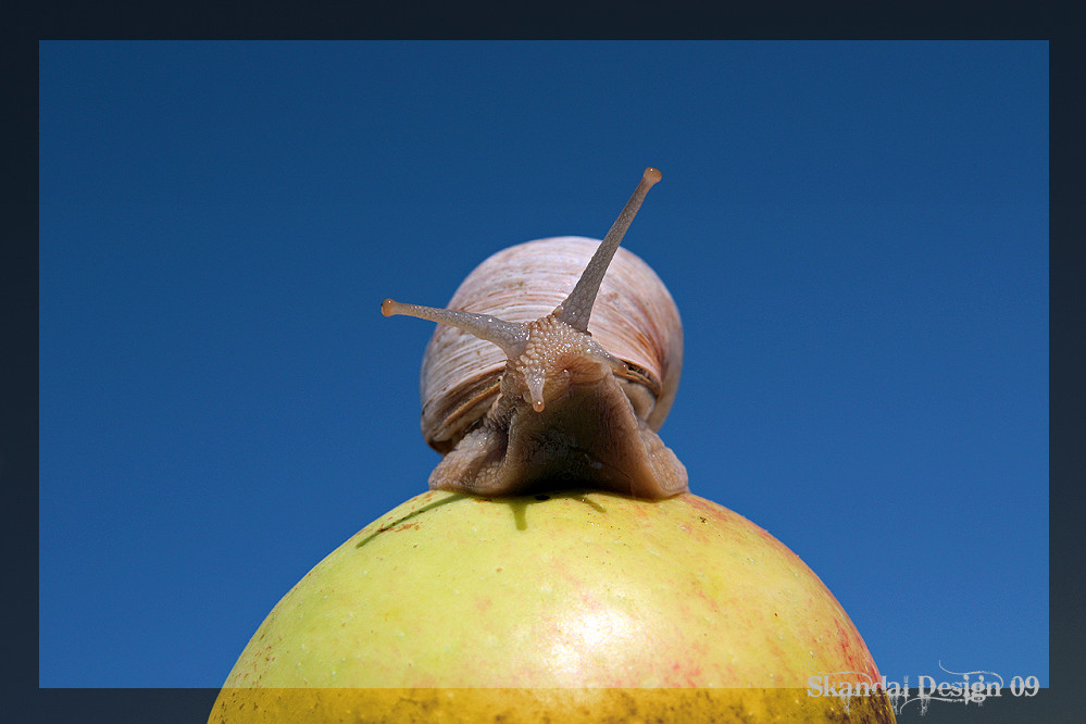 - Helix pomatia -