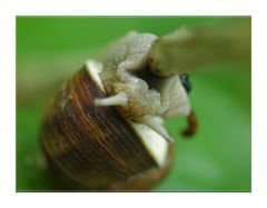 Helix pomatia
