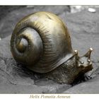 Helix Pomatia Aeneus