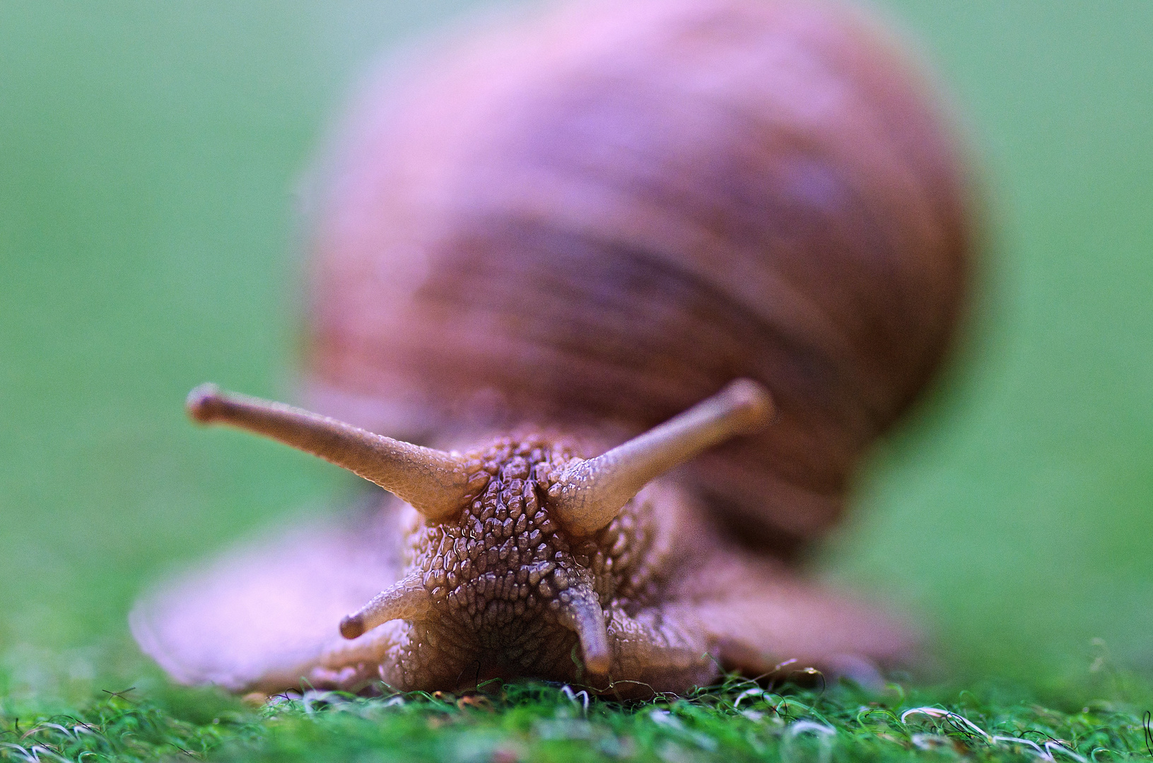 Helix pomatia ante portas