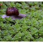 Helix pomatia