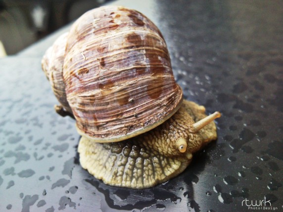 Helix pomatia