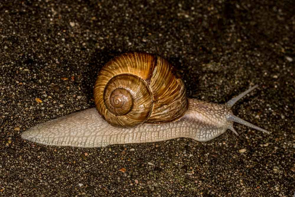 Helix pomatia