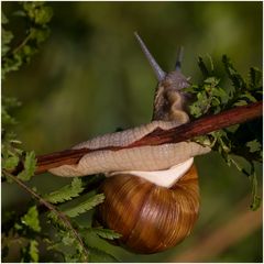 Helix pomatia ........gefräßig.....