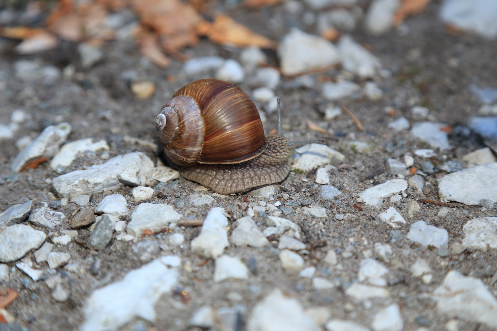 Helix pomatia Linnaeus