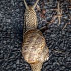 Helix pomatia (Weinbergschnecke)???