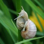 Helix pomatia (Weinbergschnecke)