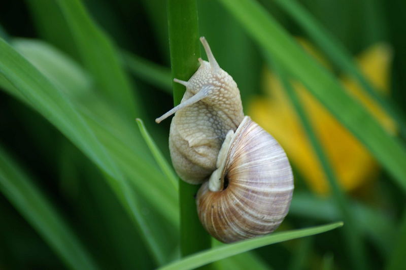 Helix pomatia (Weinbergschnecke)