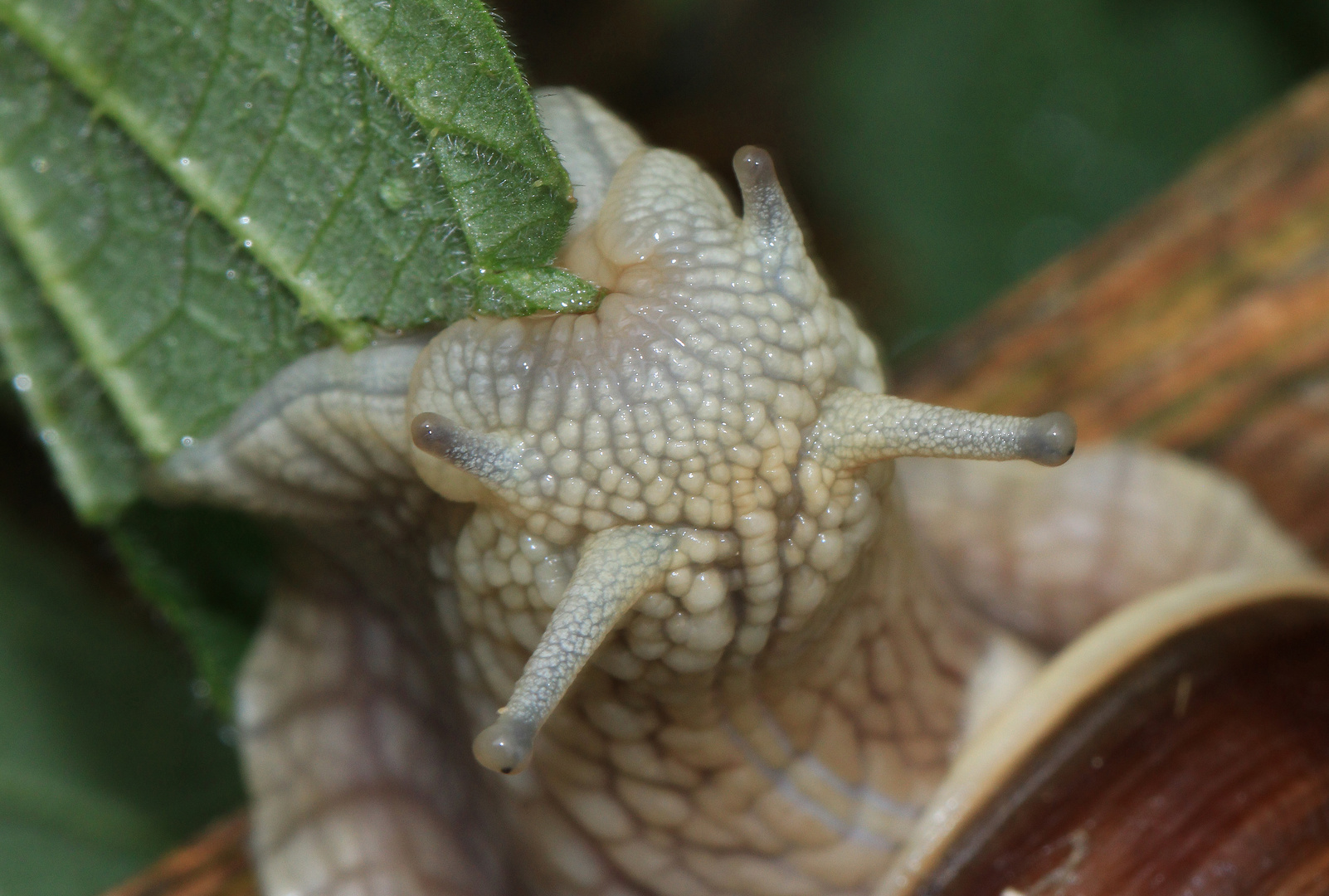 Helix pomatia, Weinbergschnecke frisst Brennnessel 