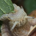 Helix pomatia, Weinbergschnecke frisst Brennnessel 