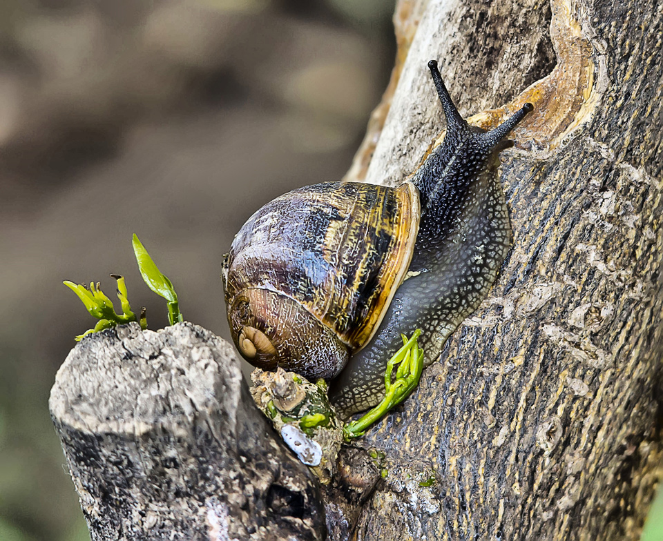 Helix pomeratia