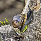 Helix pomeratia