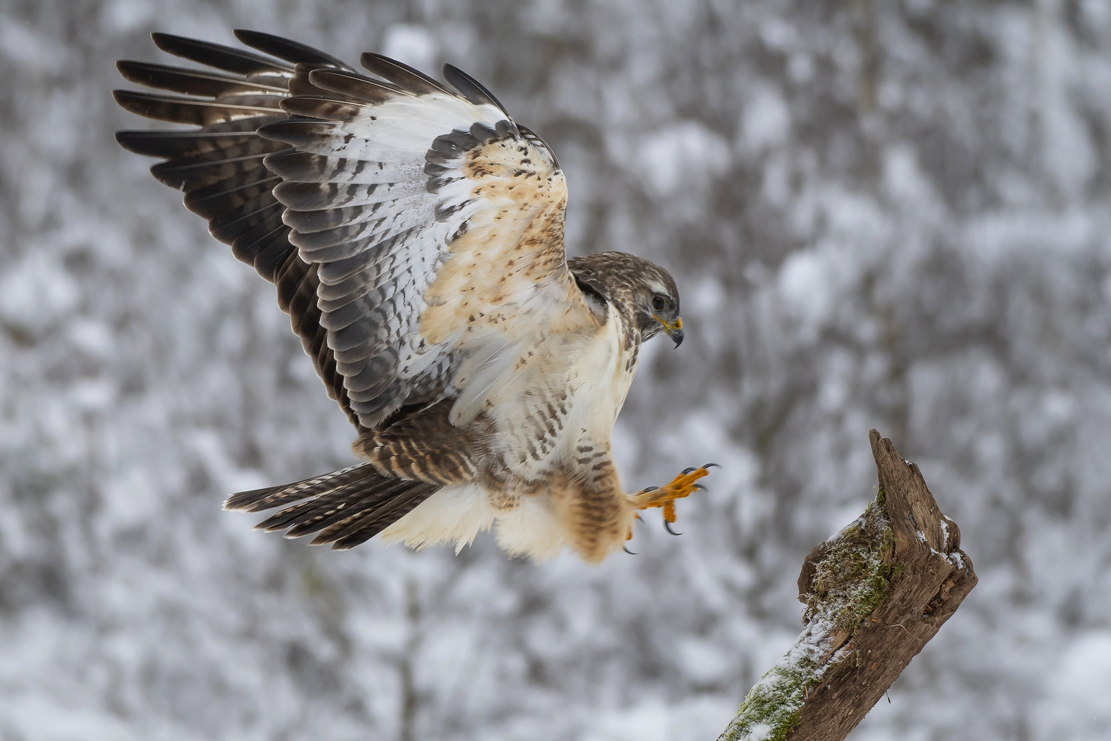 Hell gefärbter Bussard im Anflug