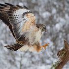 Hell gefärbter Bussard im Anflug