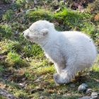 Hellabrunn: Baby-Eisbär