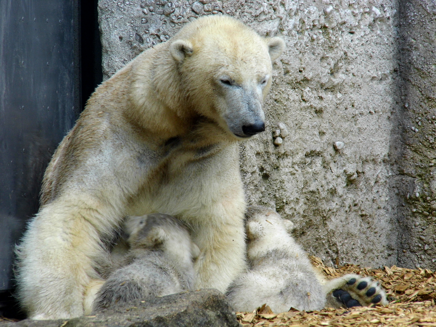 Hellabrunn Eisbärin Giovanna beim Säugen von Nela und Nobby