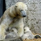 Hellabrunn Eisbärin Giovanna beim Säugen von Nela und Nobby