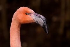 Hellabrunn - Flamingo