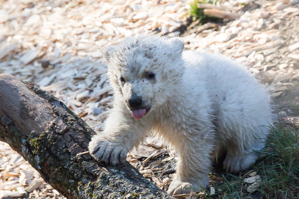 Hellabrunn: kleiner Dreckbär