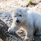 Hellabrunn: kleiner Dreckbär