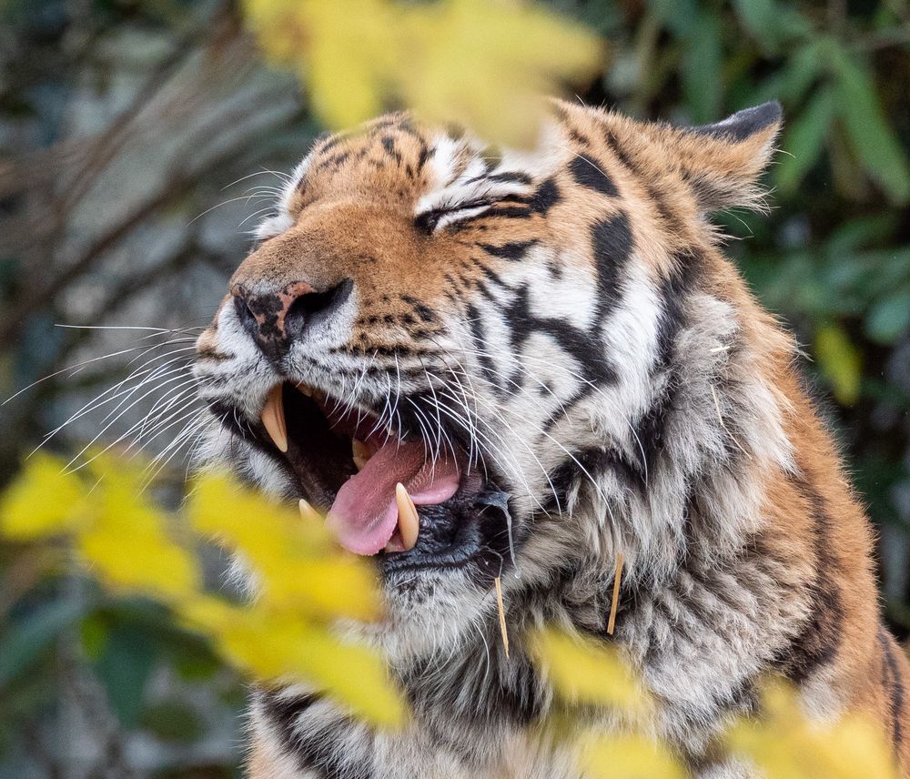 Hellabrunn-müder-Tiger