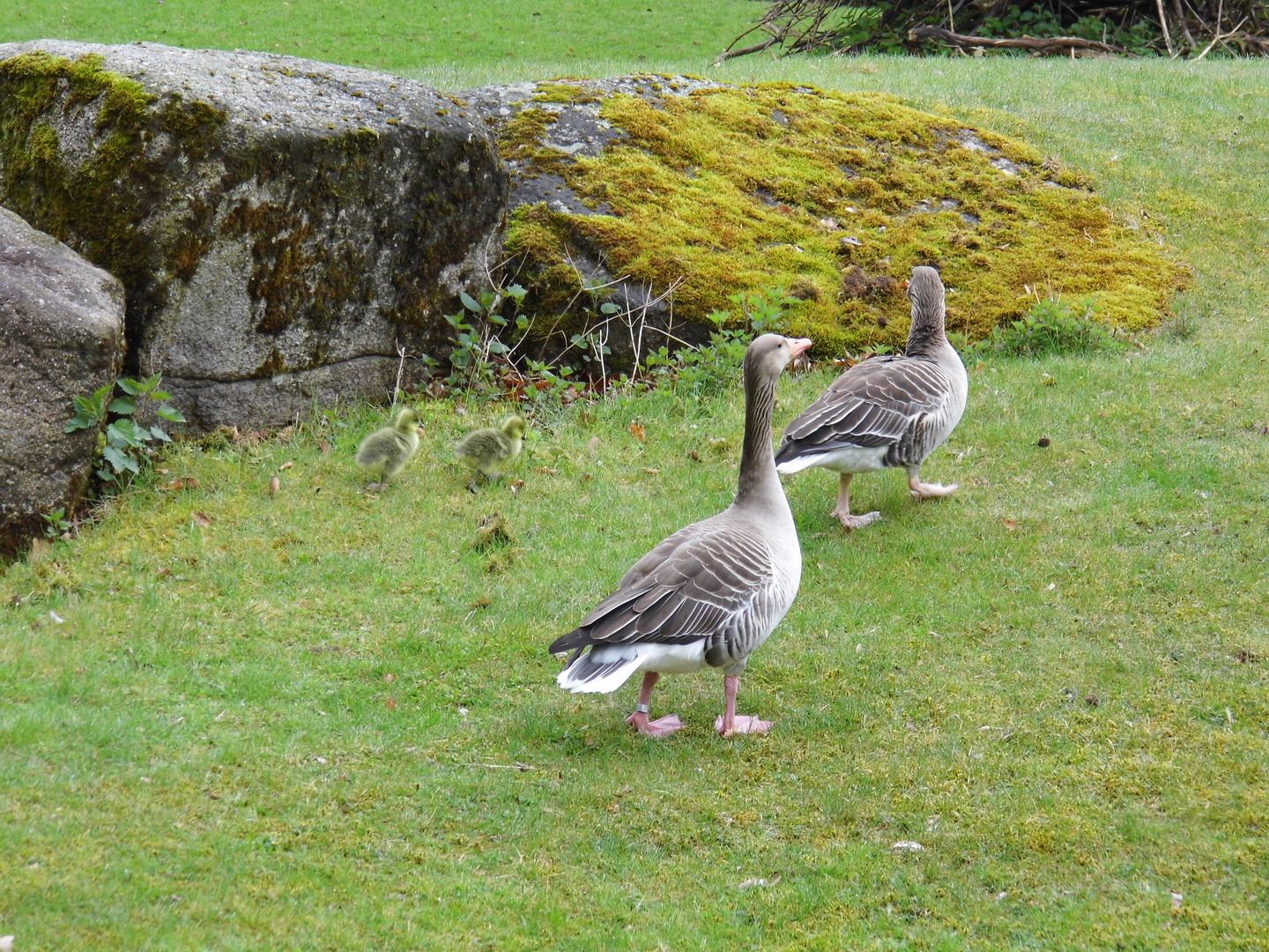 Hellabrunn Wildgänse mit Jungen