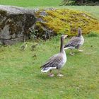 Hellabrunn Wildgänse mit Jungen