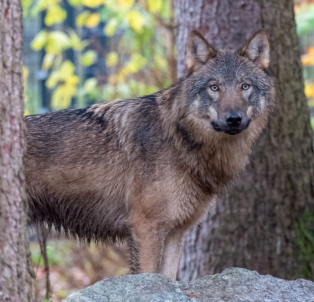 Hellabrunn-Wolf-ich-seh-dich