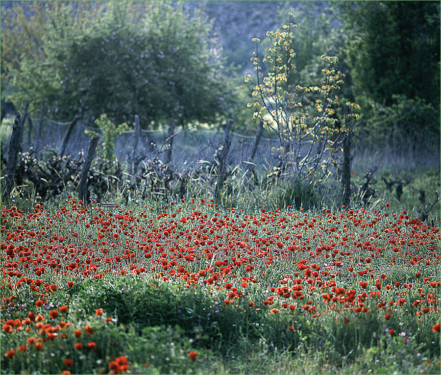 HELLAS - KRETA - SÜDWESTEN - BEI ANOPOLIS (3)