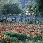 HELLAS - KRETA - SÜDWESTEN - BEI ANOPOLIS (3)