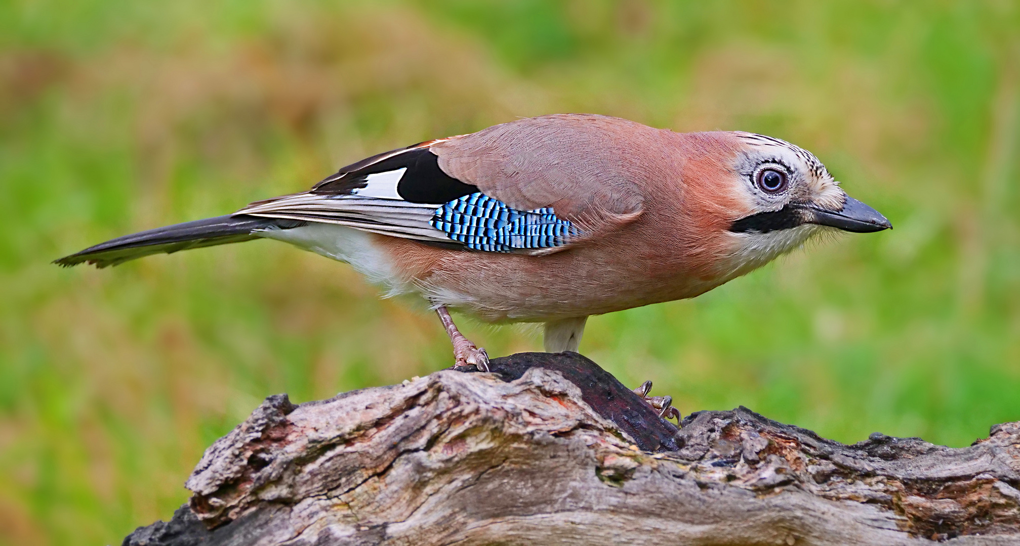 Hellblaue Augen