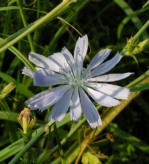 Hellblaue Blüte