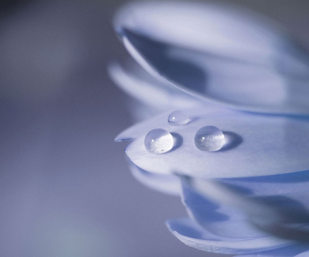 Hellblaue Blütentröpfchen Foto & Bild | experimente, pflanzen, pilze
