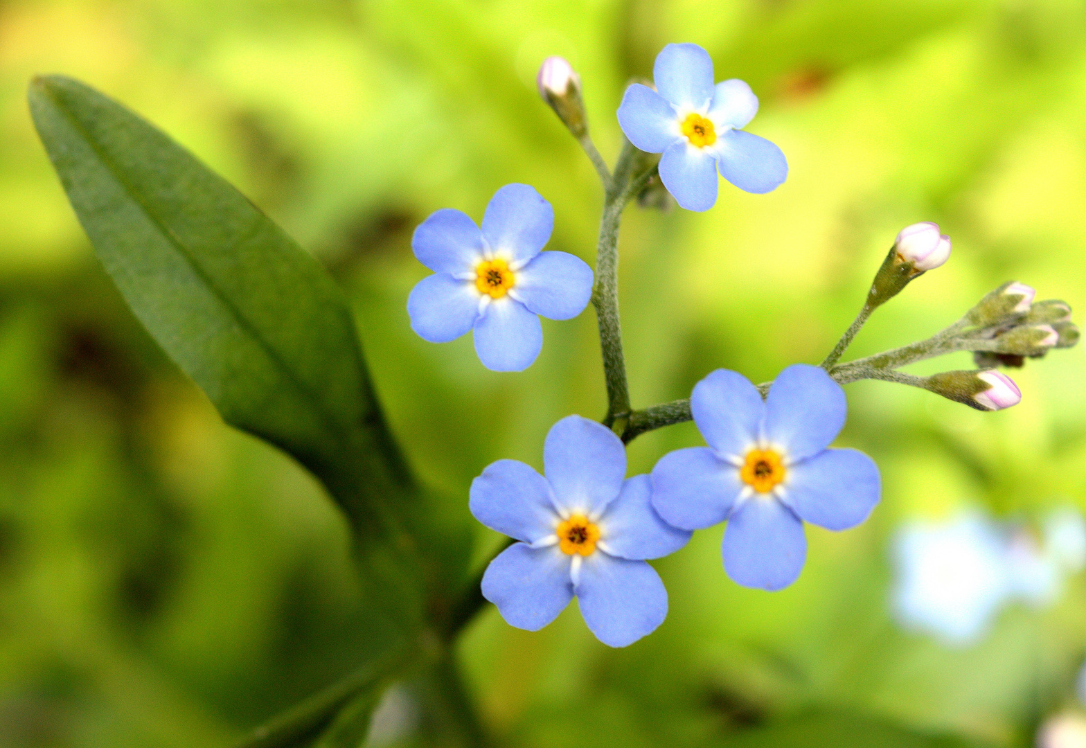 hellblaue Kleinigkeit