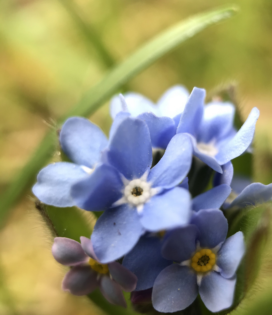 Hellblaue Schönheit