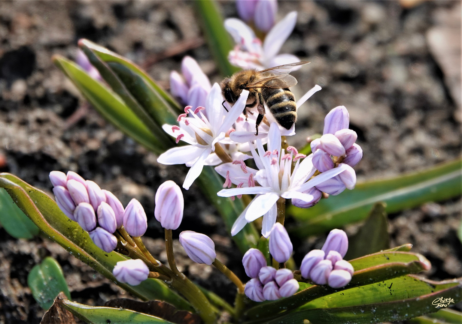 Hellblaue Scilla (Mischtschenko Blaustern).