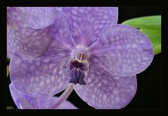 hellblaue Vanda