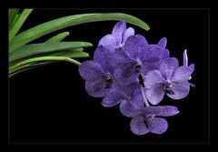 Hellblaue Vanda - nachgedunkelt