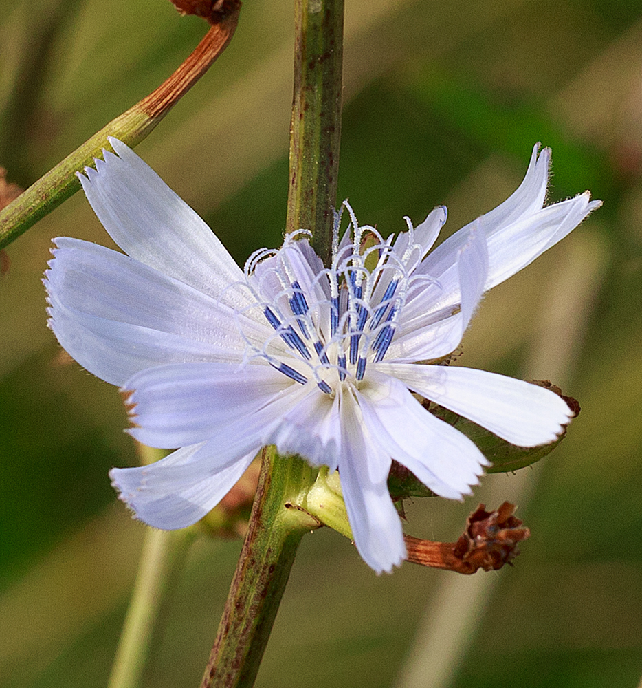 Hellblaue Wegwarte