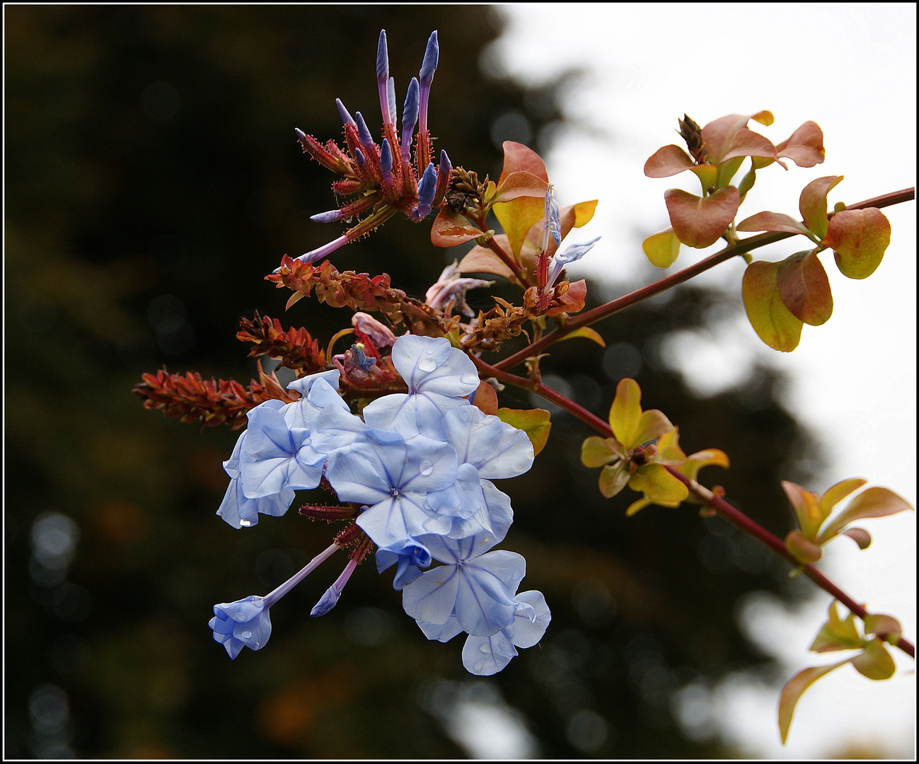 hellblau....gegen das Grau am Himmel....:))