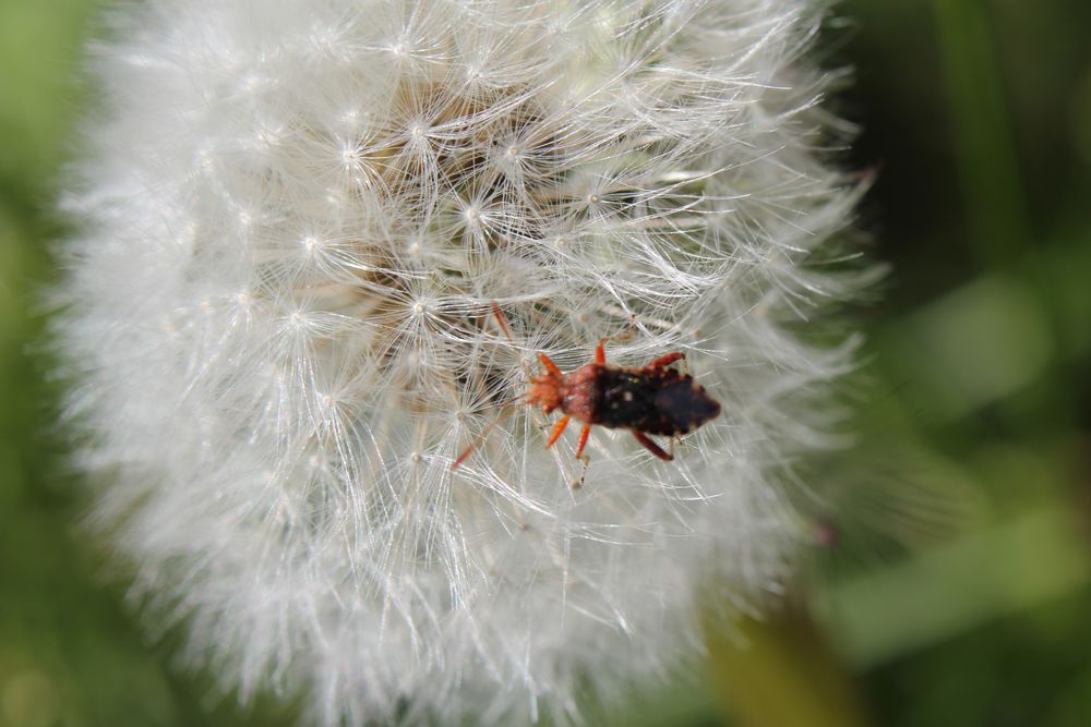 Hellbraune Glasflügelwanze auf Pusteblume