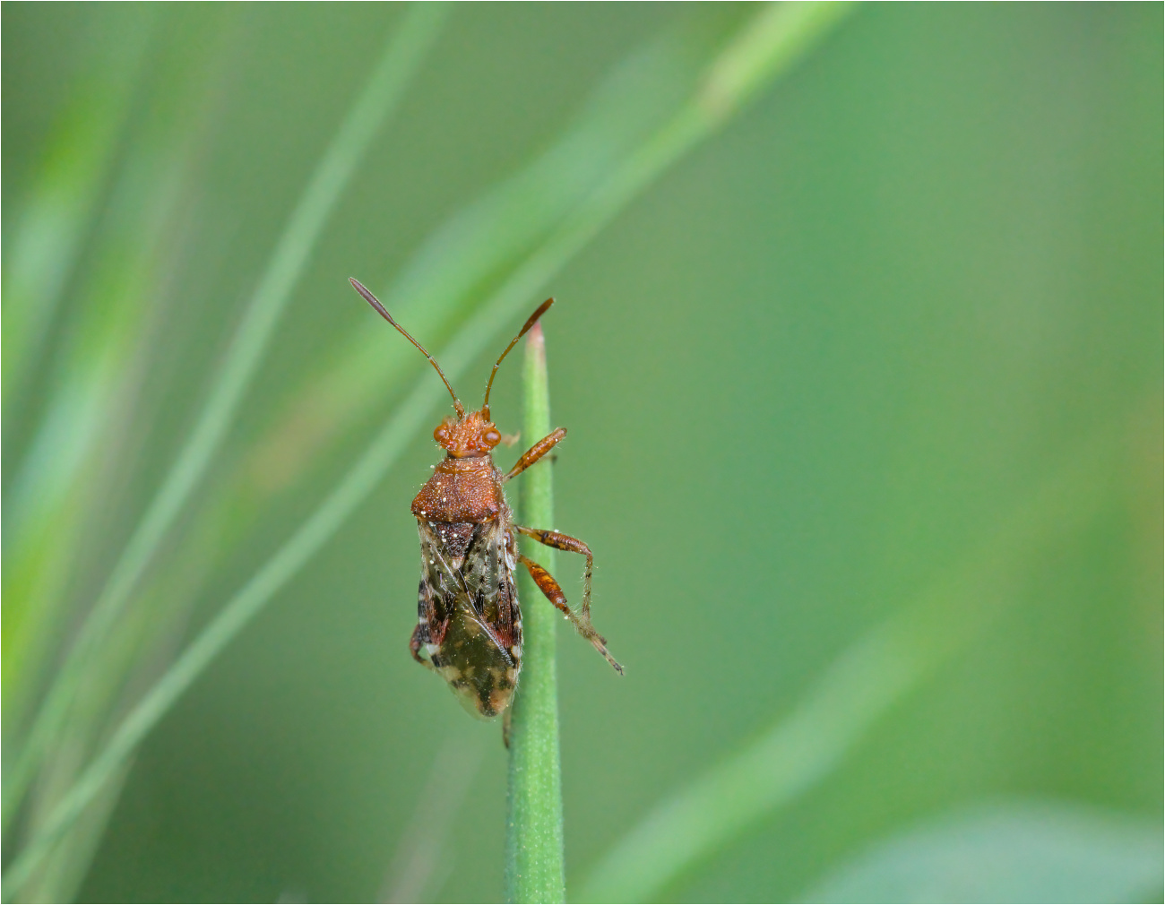 Hellbraune Glasflügelwanze (Binden-Keulert, Rhopalus subrufus), Nymphe