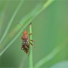 Hellbraune Glasflügelwanze (Binden-Keulert, Rhopalus subrufus), Nymphe