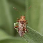 Hellbraune Glasflügelwanze oder Binden-Keulert (Rhopalus subrufus)