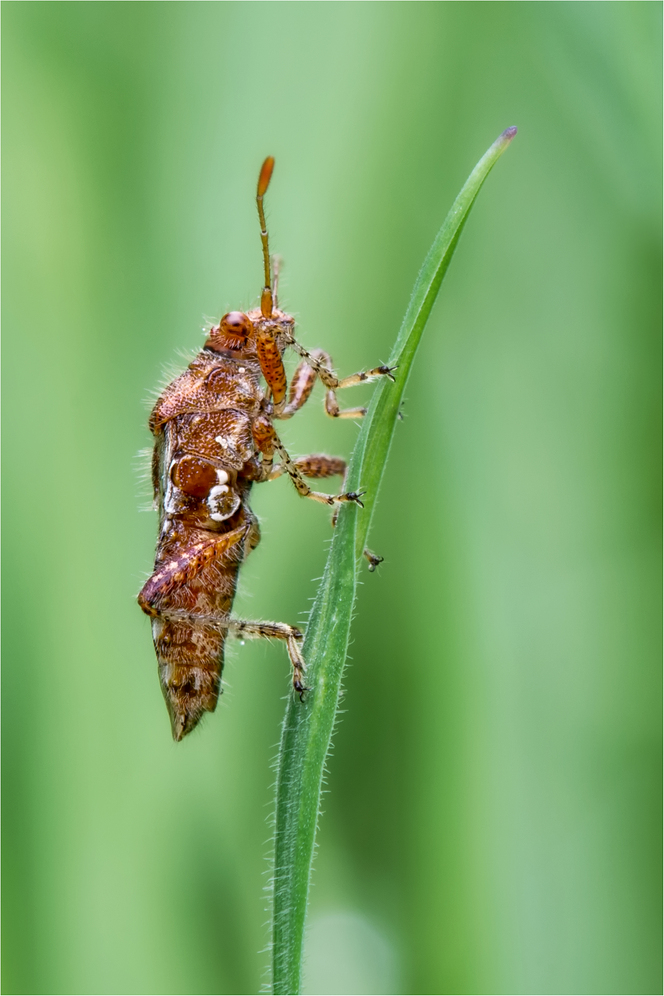 Hellbraune Glasflügelwanze (Rhopalus subrufus) #1