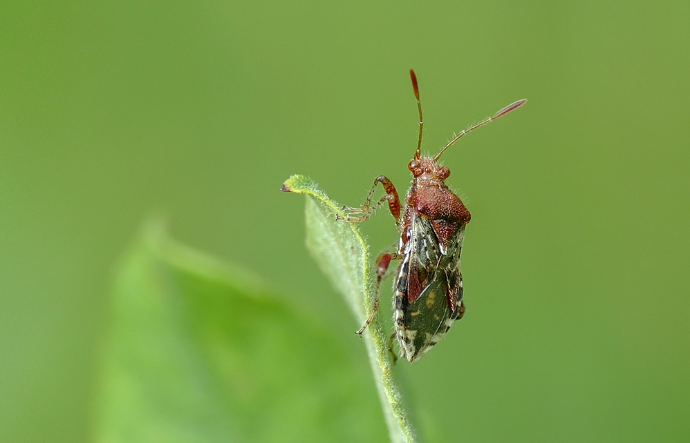 Hellbraune Glasflügelwanze (Rhopalus subrufus)