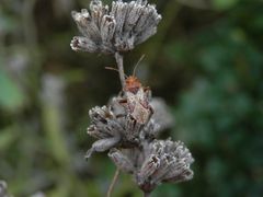 Hellbraune Glasflügelwanze (Rhopalus subrufus)