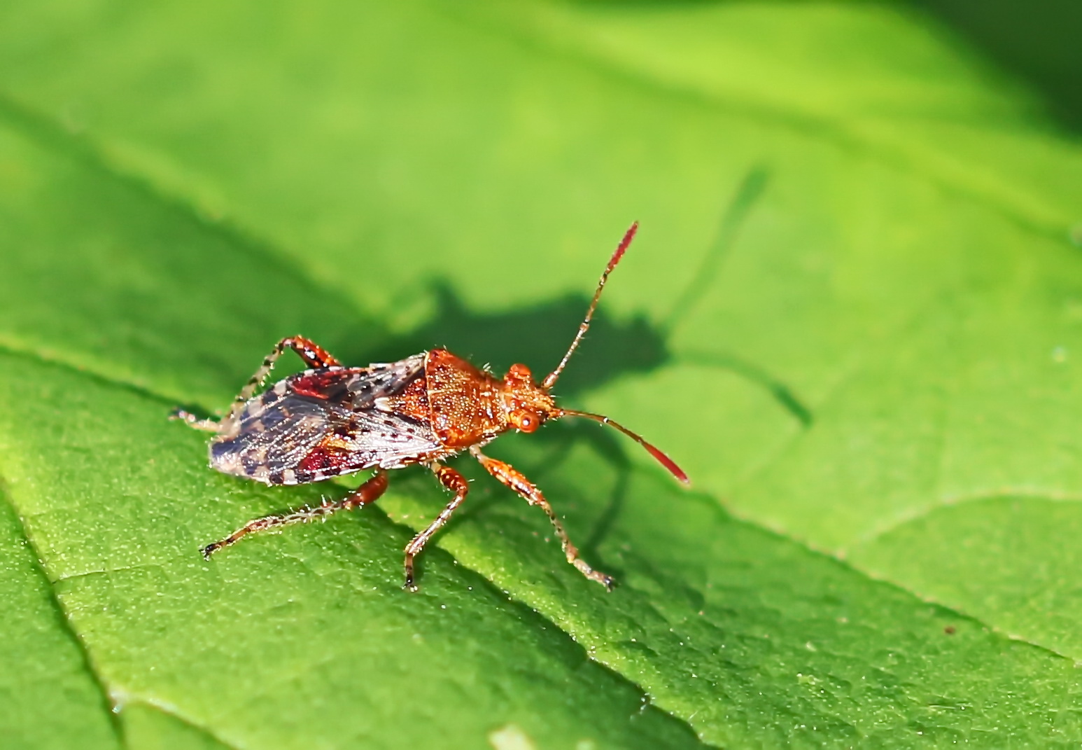 Hellbraune Glasflügelwanze Rhopalus subrufus