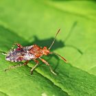 Hellbraune Glasflügelwanze Rhopalus subrufus