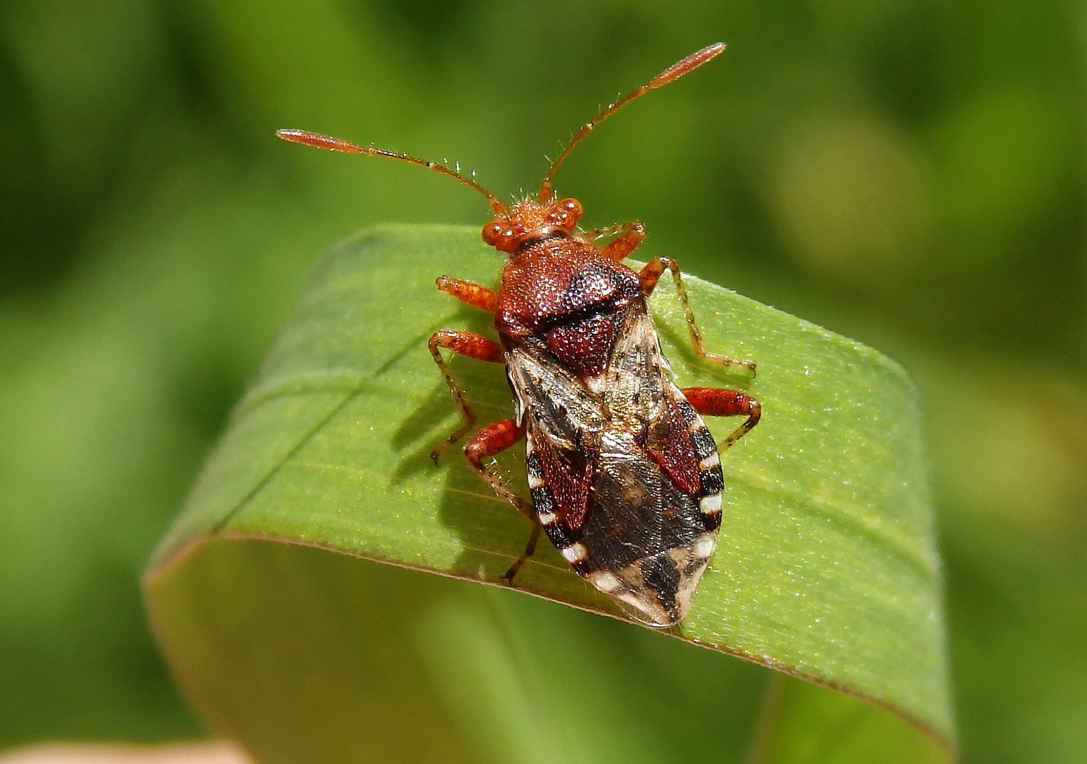 Hellbraune Glasflügelwanze (Rhopalus subrufus) auf einem Grashalm